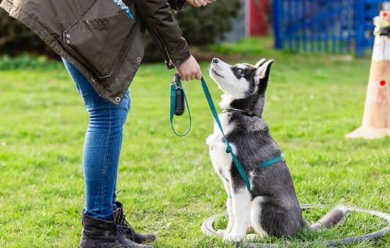 Transforma a tu Perro en un Maestro de los Trucos con Apps