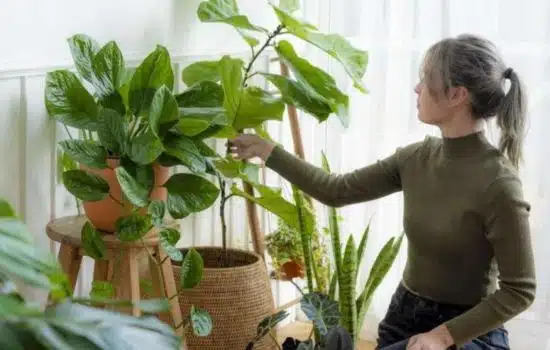 Identifica y Cuida tus Plantas con Apps Increíbles