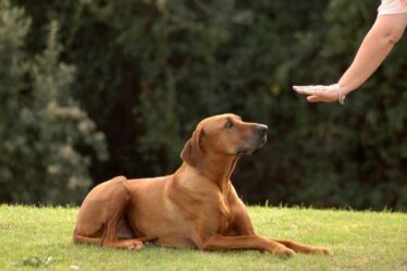 Transforma el Entrenamiento de Tu Perro