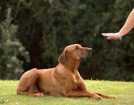 Transforma el Entrenamiento de Tu Perro