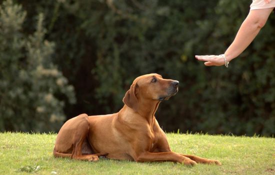 Transforma el Entrenamiento de Tu Perro