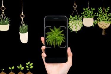 Plantas al Descubierto: Identifícalas con estas Apps