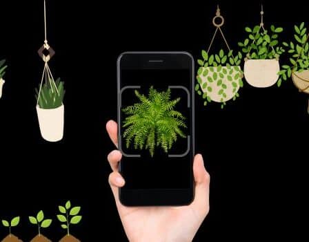 Plantas al Descubierto: Identifícalas con estas Apps