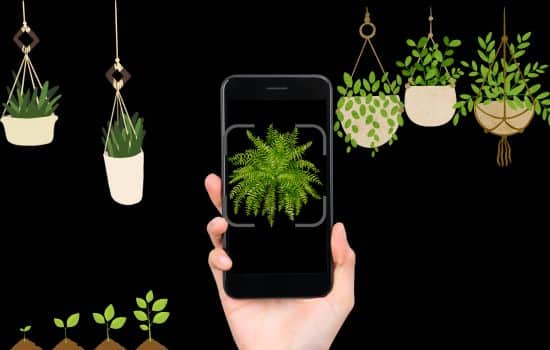 Plantas al Descubierto: Identifícalas con estas Apps