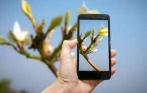 Aplicaciones para el cuidado de plantas