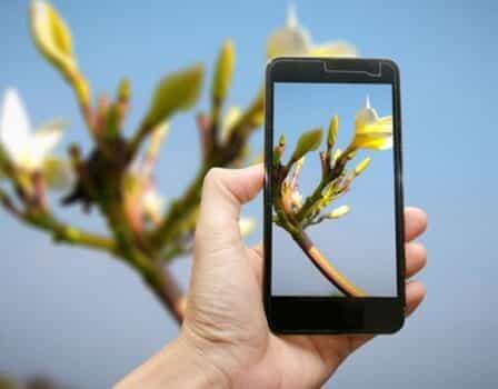 Aplicaciones para el cuidado de plantas