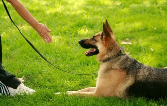 Las mejores aplicaciones para adiestrar a tu mascota