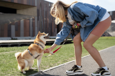 Entrena a tu perro hoy mismo