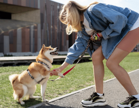 Entrena a tu perro hoy mismo