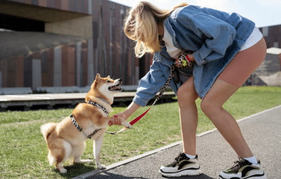 Entrena a tu perro hoy mismo