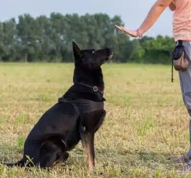 Domina a tu mascota con Dogo