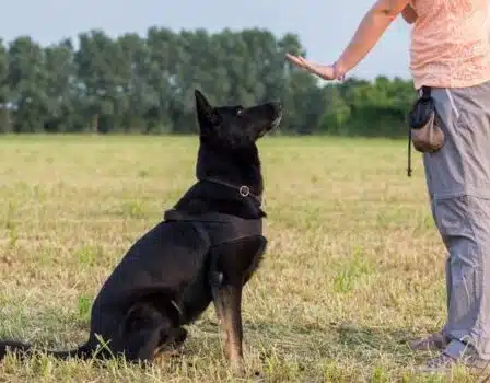 Domina a tu mascota con Dogo