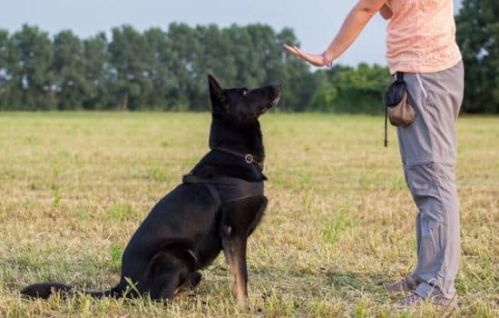 Domina a tu mascota con Dogo