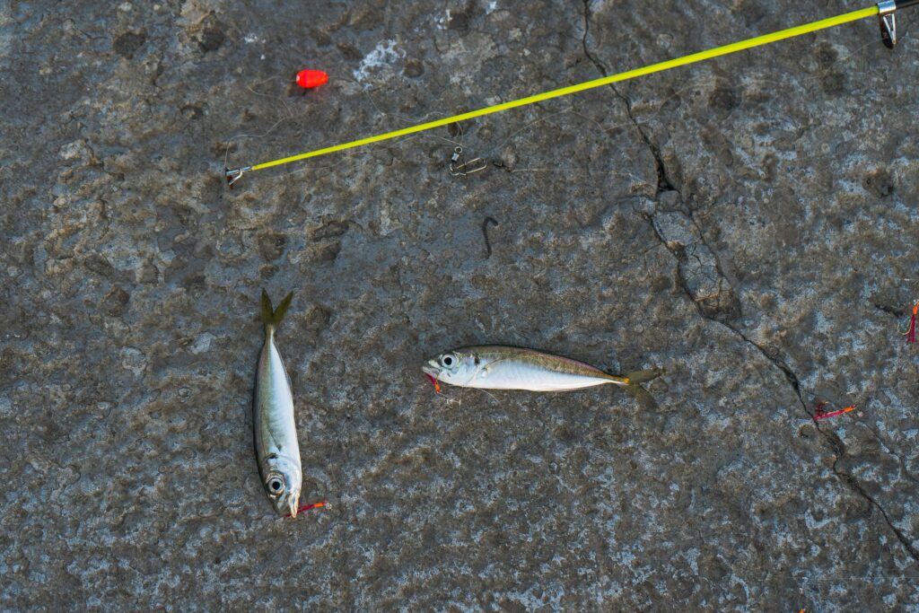 Aplicación para Ubicar Peces en Tiempo Real