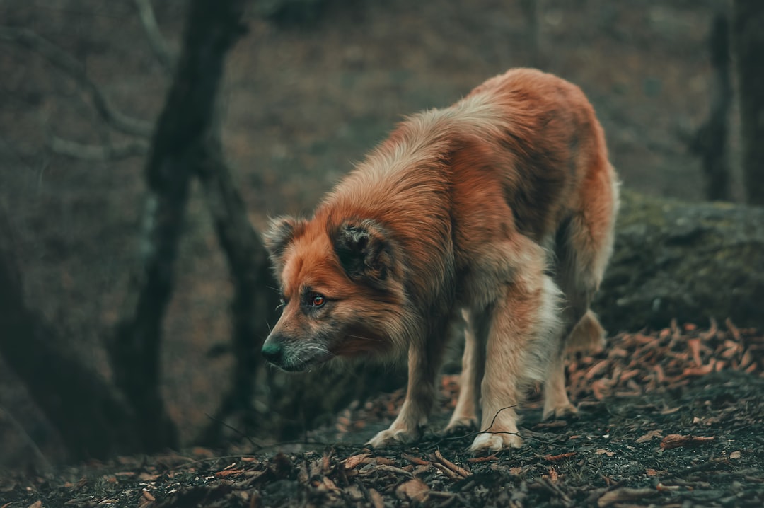 Descubre tu animal espiritual con esta app intuitiva
